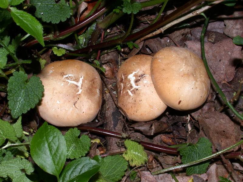 Breve escursione sul Monte Amiata